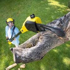 Trusted Palm Harbor, FL Tree Services Experts