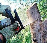 Best Pest Control for Lawns  in Palm Harbor, FL