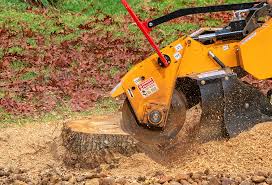 Best Leaf Removal  in Palm Harbor, FL
