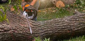 How Our Tree Care Process Works  in  Palm Harbor, FL