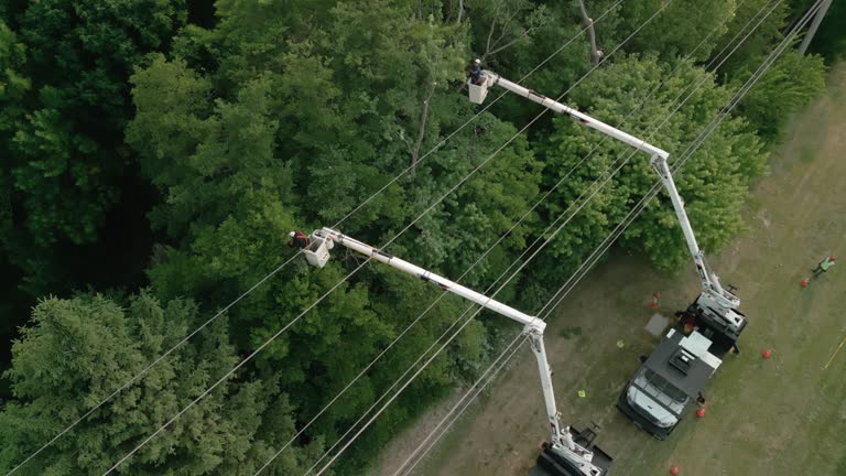 Best Hazardous Tree Removal  in Palm Harbor, FL