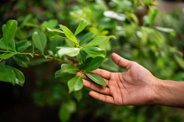 Best Tree Maintenance Programs  in Palm Harbor, FL