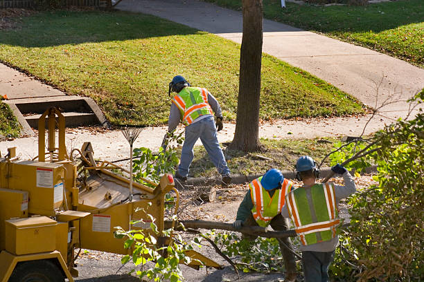 Seasonal Cleanup (Spring/Fall) in Palm Harbor, FL