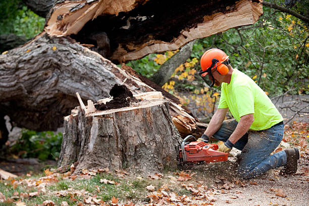 Best Tree Trimming and Pruning  in Palm Harbor, FL