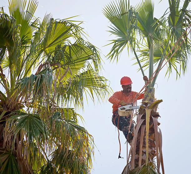Soil Testing and Treatment in Palm Harbor, FL